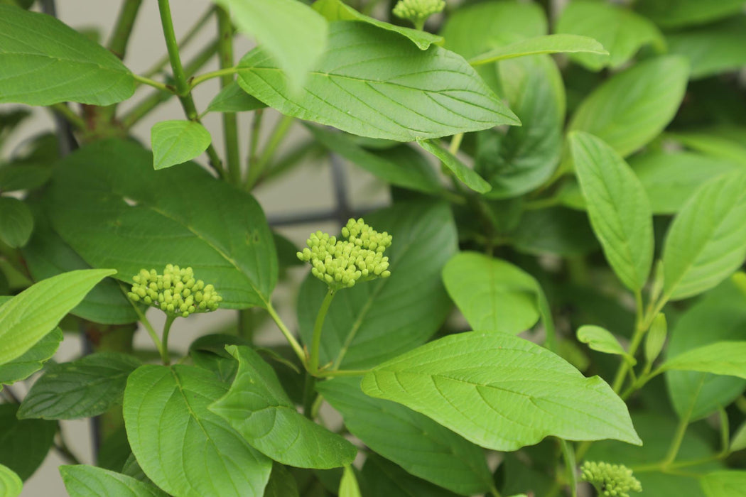 Cornus Stolonifera Flaviramea - ↨180cm - 1 pcs