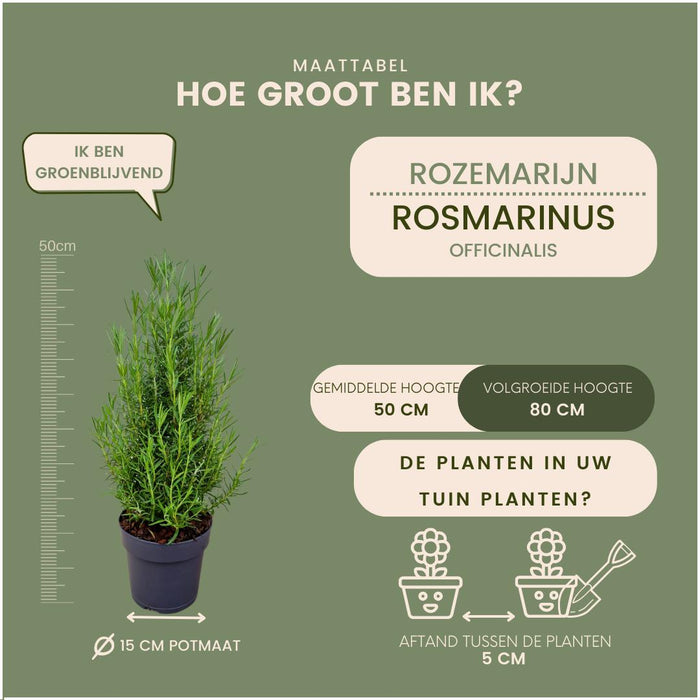 Echte geurende Kerstboom - ↕40-50cm - Ø15cm - Rosmarin