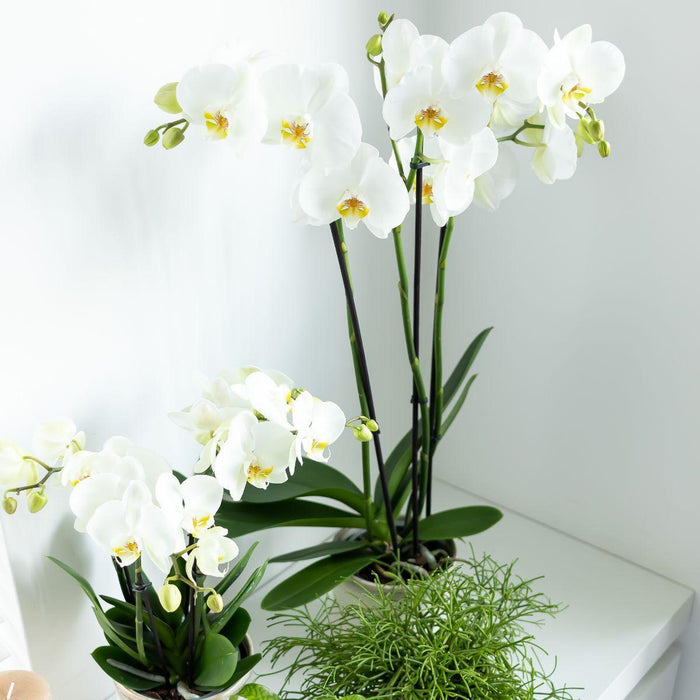 Kolibri Orchids | witte Phalaenopsis orchidee - Dame Blanche - Ø12cm | bloeiende kamerplant