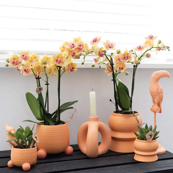 Kolibri Orchids | Oranje Phalaenopsis orchidee - Mineral Bolzano + Rolling peach - potmaat Ø9cm | bloeiende kamerplant - vers van de kweker