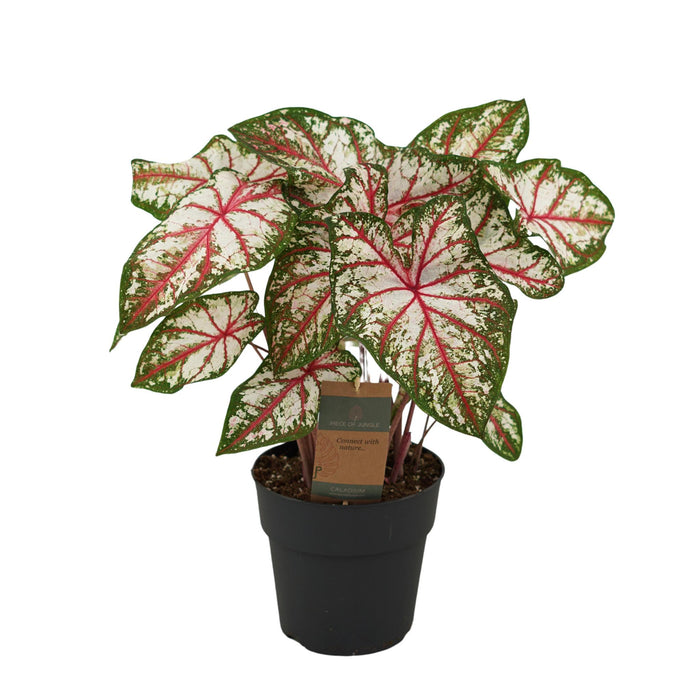 Caladium Tapestry - ↕65cm - Ø21cm