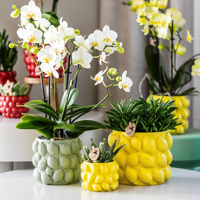 Kolibri Orchids | gele Phalaenopsis orchidee – Mexico + Citrus sierpot green – potmaat Ø9cm – 40cm hoog | bloeiende kamerplant in bloempot - vers van de kweker