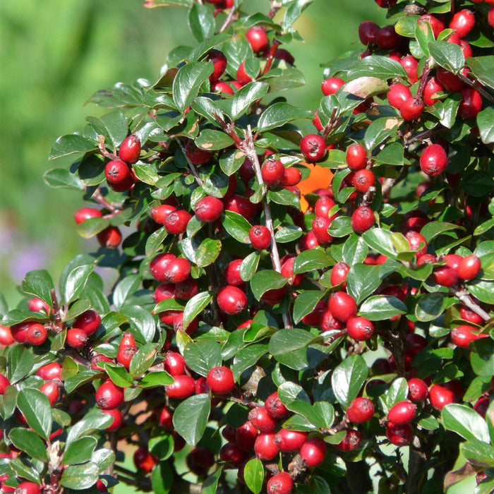 Cotoneaster dam. 'Major' - ↕25cm - Ø9cm  - 6x