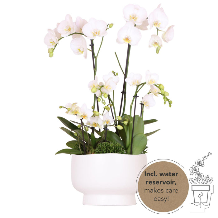 Kolibri Orchids | witte plantenset in Scandic dish incl. waterreservoir | drie witte orchideeën en drie groene planten Rhipsalis | Field Bouquet wit met zelfvoorzienend waterreservoir.