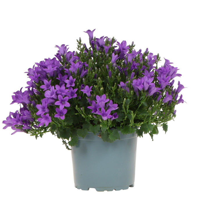 Campanula Addenda - Klokjesbloem purple potmaat 12cm - vaste plant - winterhard - Purple