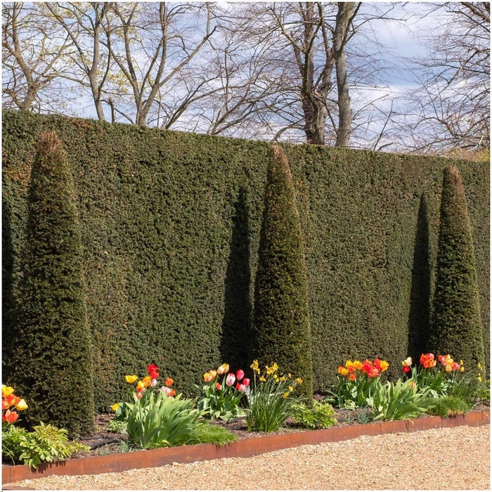 Plants By Frank - 1 meter Venijnboom haag - Taxus baccata - Set van 6 winterharde haagplanten - Groenblijvende haag - Vers van de kwekerij geleverd