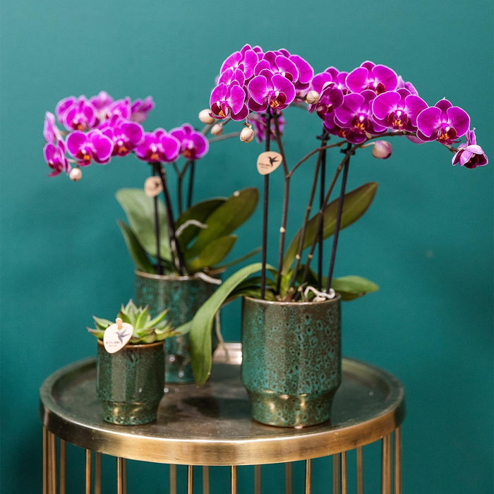 Kolibri Orchids | COMBI DEAL van 4 paarse phalaenopsis orchideeën - Morelia - potmaat Ø9cm | bloeiende kamerplant - vers van de kweker