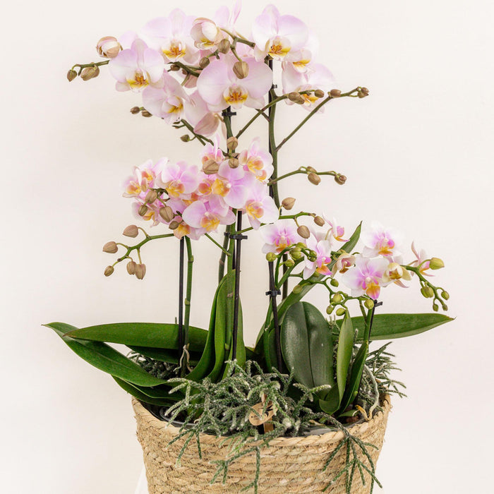 Kolibri Home - Inlay met waterreservoir met watergeeflonten voor orchideeënschaal - watergeefsysteem voor orchideeën Ø25cm - 1x12 + 2x9 - Field Bouquet