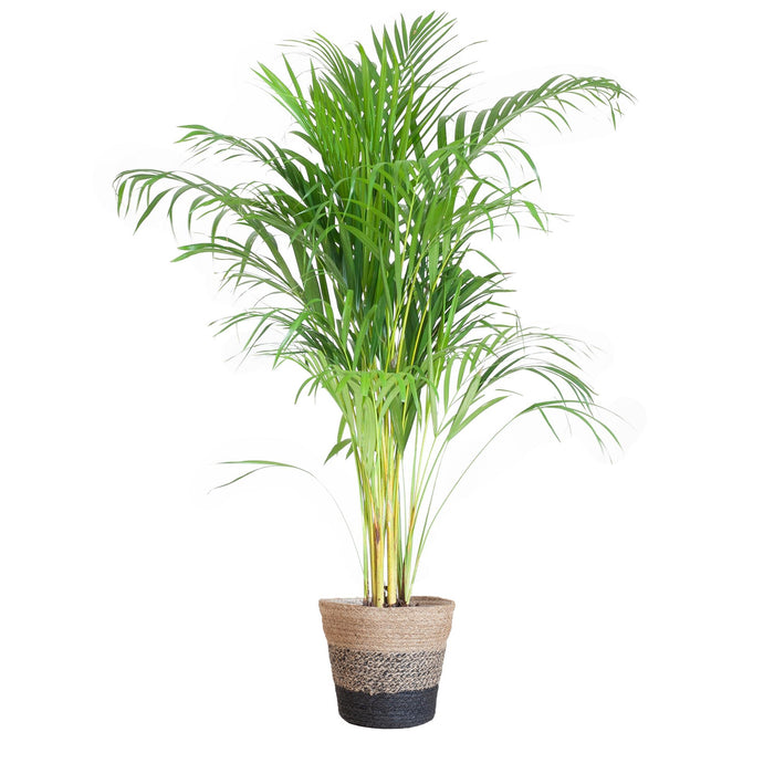 Areca Palm (Dypsis) met Lissabon mand zwart - ↕100cm - Ø21cm