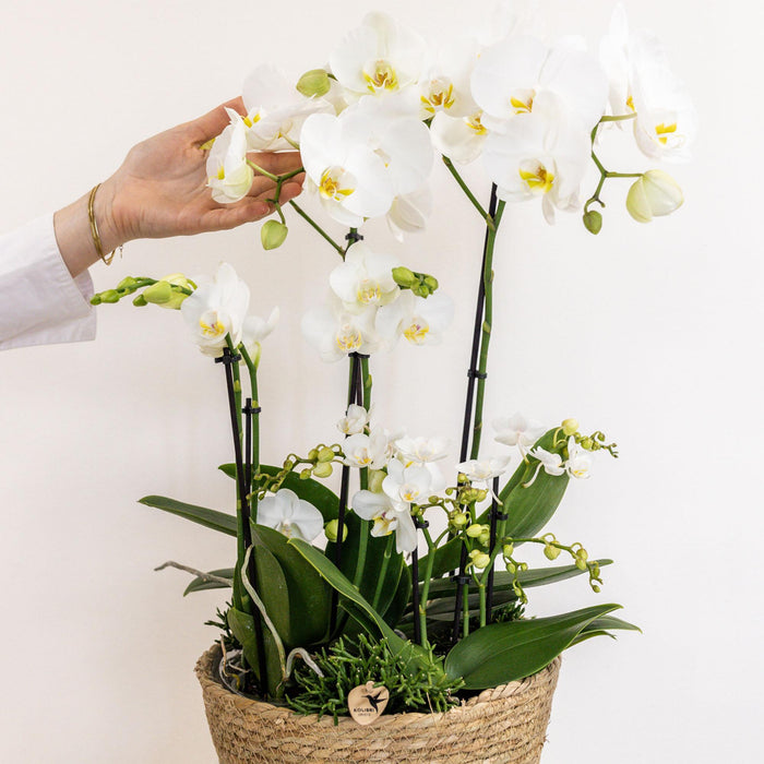 Kolibri Orchids | witte plantenset in Cotton Basket incl. waterreservoir | drie witte orchideeën en drie groene planten Rhipsalis | Field Bouquet wit met zelfvoorzienend waterreservoir