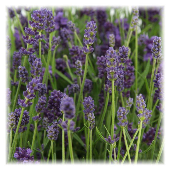 Lavandula angustifolia Felice® - 12 cm pot - Set van 6 Echte Lavendel planten