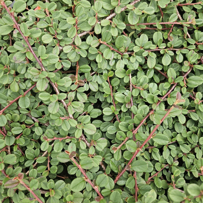 Cotoneaster pr. 'Queen of Carpets' - ↕25cm - Ø9cm - 40x