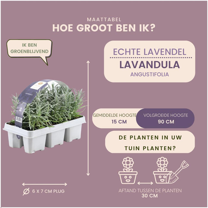 2 x 6 pack Lavendel angustifolia - 6x  - ↕15 cm - Ø7cm