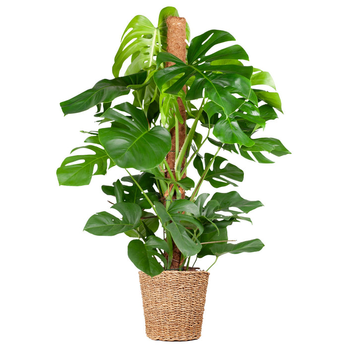 Monstera Deliciosa XL met mand Torun - 120cm - Ø24