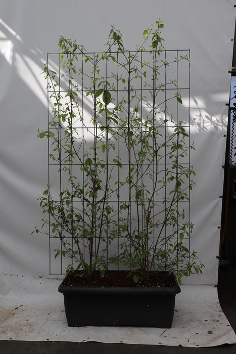 Callicarpa bod. 'Profusion' - ↕180cm - 1 pcs