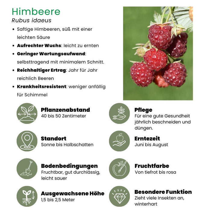 3 x biologische frambozenplanten - Ø 13 cm - ↨ 20 cm