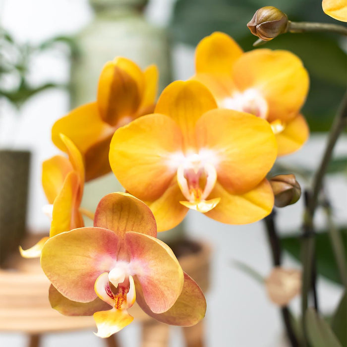 Kolibri Orchids | COMBI DEAL van 4 Phalaenopsis orchideeën - Las Vegas - Ø12cm | bloeiende kamerplant