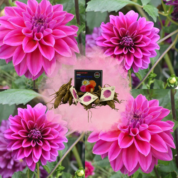 Flowerbulbs Amsterdam - Dahlia Bleu Bell, Grote Brede Bloembladen