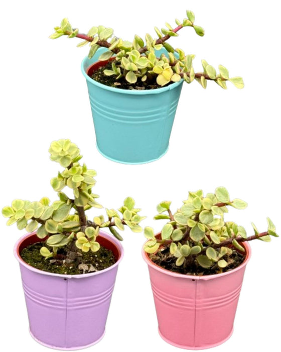 Succulenten- Portulacaria Afra- 8.5cm Ø- ↕️10-20cm- 3 stuks - Gekleurd zink