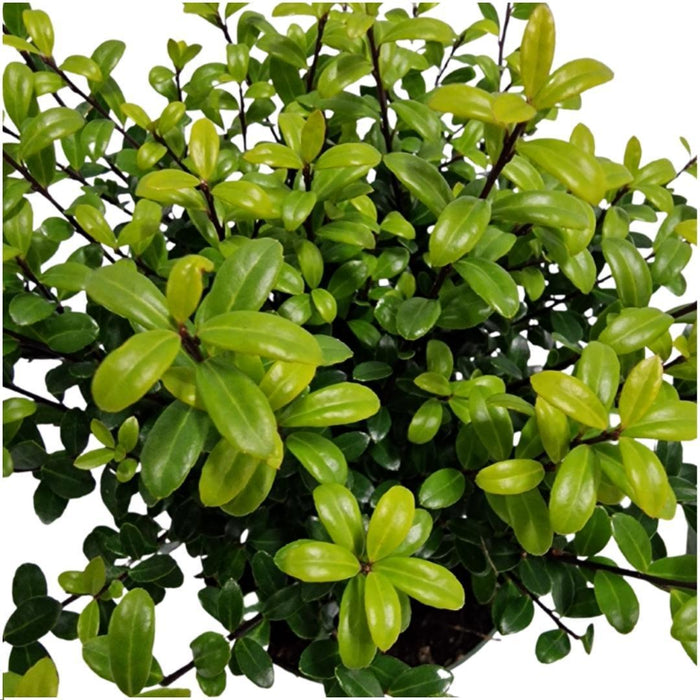 24 x Ilex crenata 'Jenny' ® - ↕20 cm - Ø12cm