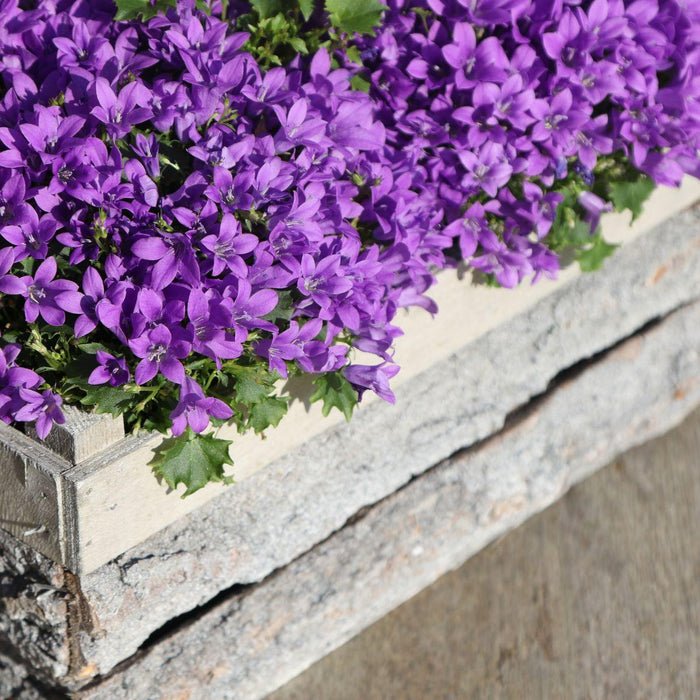 Campanula Addenda - Klokjesbloem paars potmaat 12cm - 2m2 bodembedekker - 12 stuks - Ambella purple - tuinplanten - winterhard