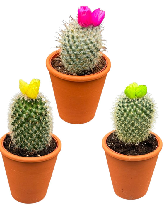 Cactus mix kunstbloemen- 8.5cmØ- ↕️10-15cm- 3 stuks - Terracotta