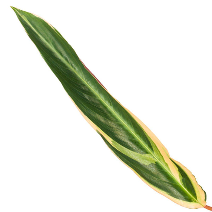 Calathea Triostar (Stromanthe) - ↕80cm - Ø19cm