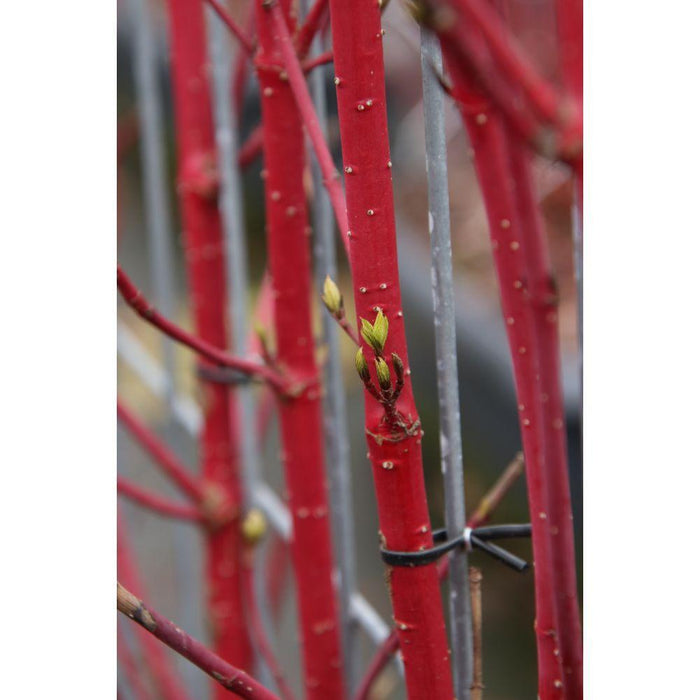 Cornus alba 'Sibirica' - ↨180cm - 1 pcs