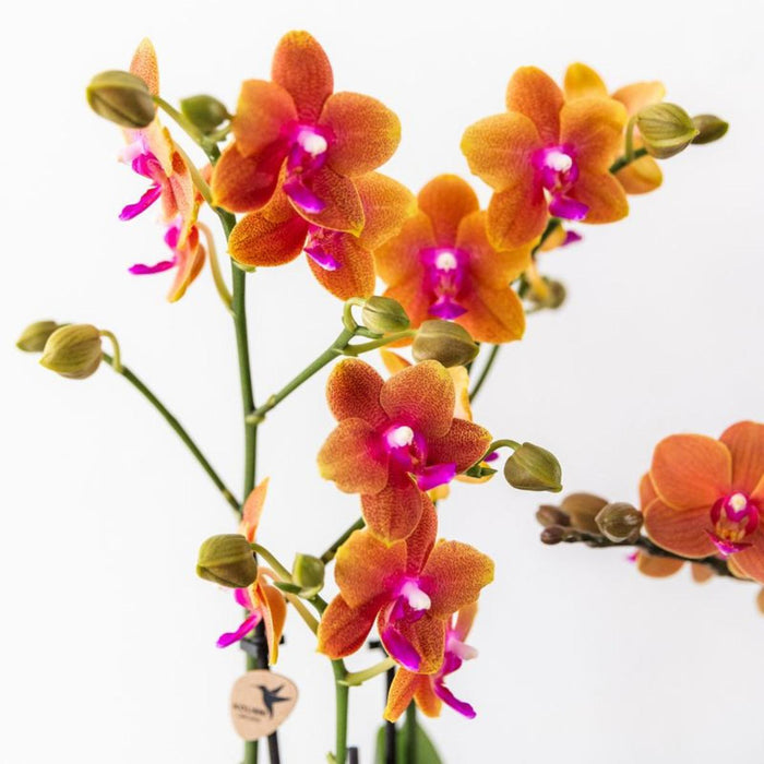 Kolibri Orchids I COMBI DEAL van 4 geurende oranje Phalaenopsis orchideeën - potmaat Ø12cm