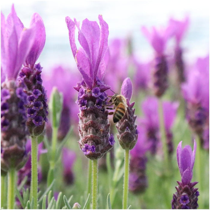 Plants by Frank - Lavandula stoechas Anouk®  in 'Lavendelprint' sierpot - 13 cm pot - set van 3 Franse Lavendels in Sierpot