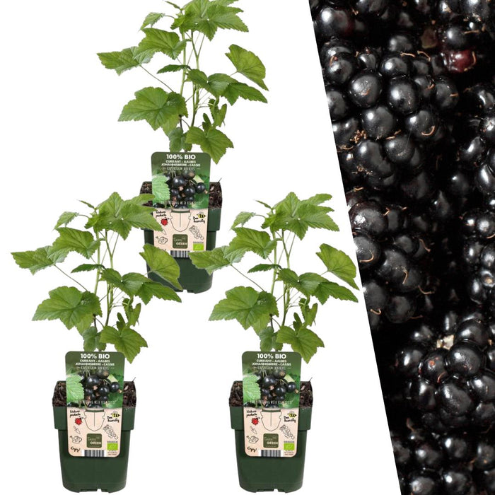 3 x Biologische bramenplanten - Ø 13 cm - ↨ 20 cm