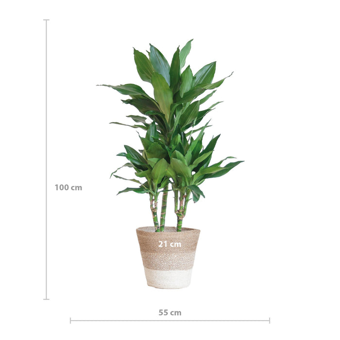 Dracaena  Janet Lindt met mand Lissabon wit - 95cm - Ø21