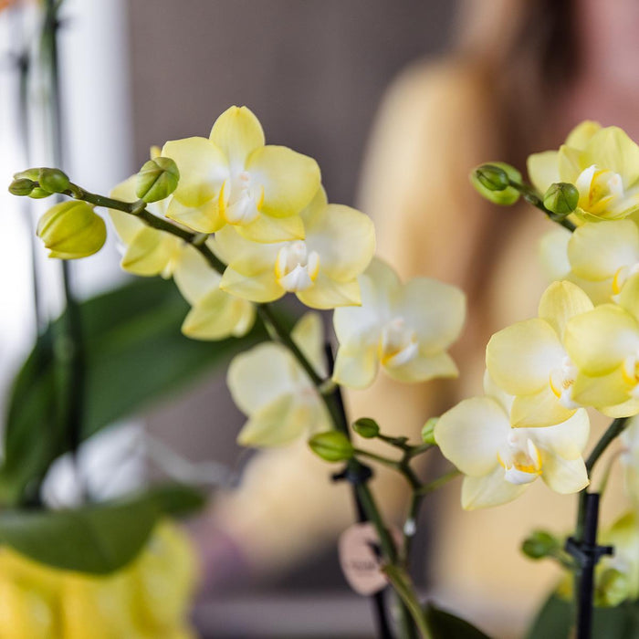 Kolibri Orchids | gele Phalaenopsis orchidee - Mexico + Citrus sierpot yellow - potmaat Ø9cm | bloeiende kamerplant - vers van de kweker