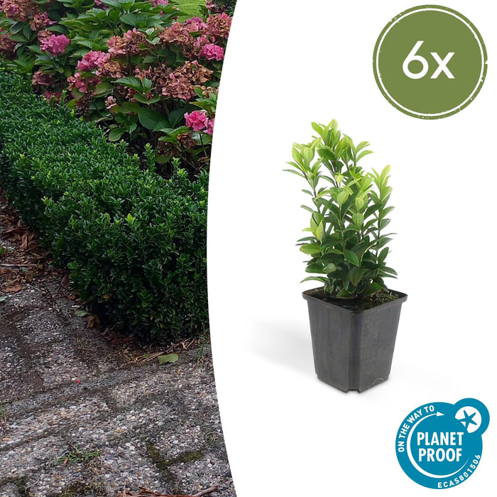 6x Euonymus Japonicus Green Spire (Buxus Vervanger) - ↕10-25cm - Ø9cm