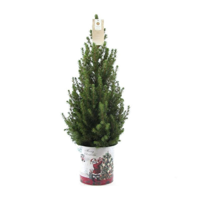 Kleine Kerstboom in Kerstmis sierpot - ↕70cm - Picea Glauca Conica - Standalone