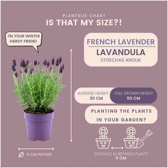 Lavandula stoechas Anouk® - 12 cm pot - Set van 6 Franse Lavendels