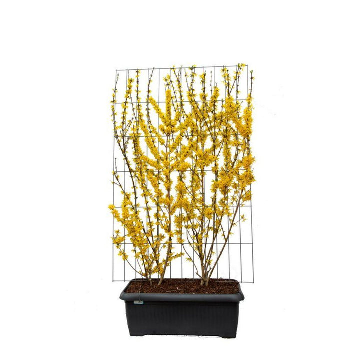 Forsythia int. 'Lynwood' - ↨180cm - 1 pcs