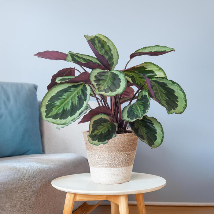 Calathea Medaillon met Lissabon mand wit - ↕65cm - Ø19cm