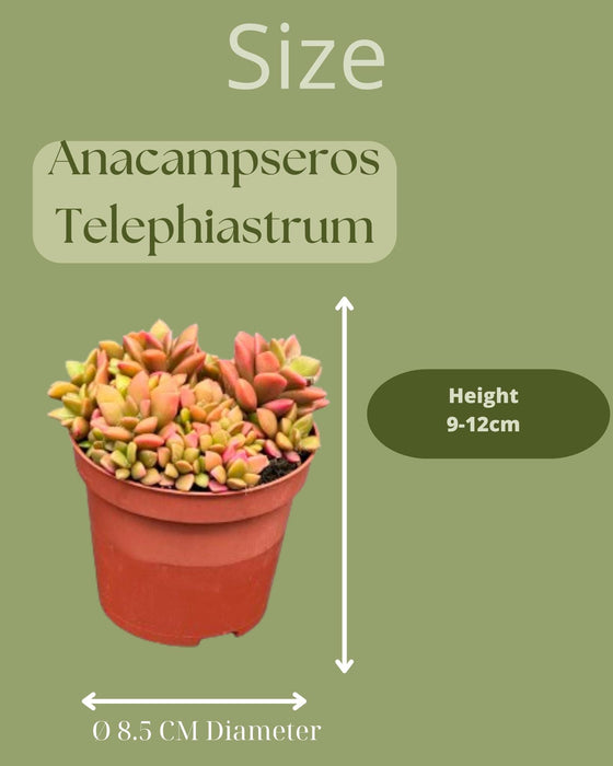 Succulenten- Anacampseros Rufescens Varigata- 8.5cmØ- ↕️8-10cm hoog- 3 stuks - Geen