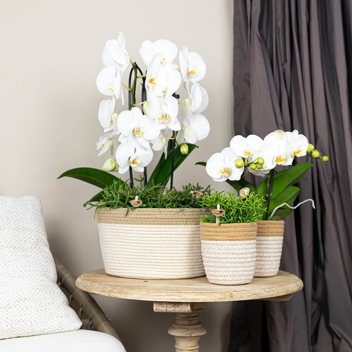 Kolibri Orchids | witte Phalaenopsis orchidee - Niagara Fall - Ø12cm | bloeiende kamerplant