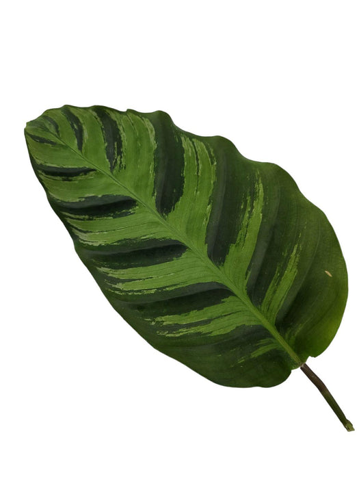 Calathea Greenstar - ↕40cm - Ø12cm