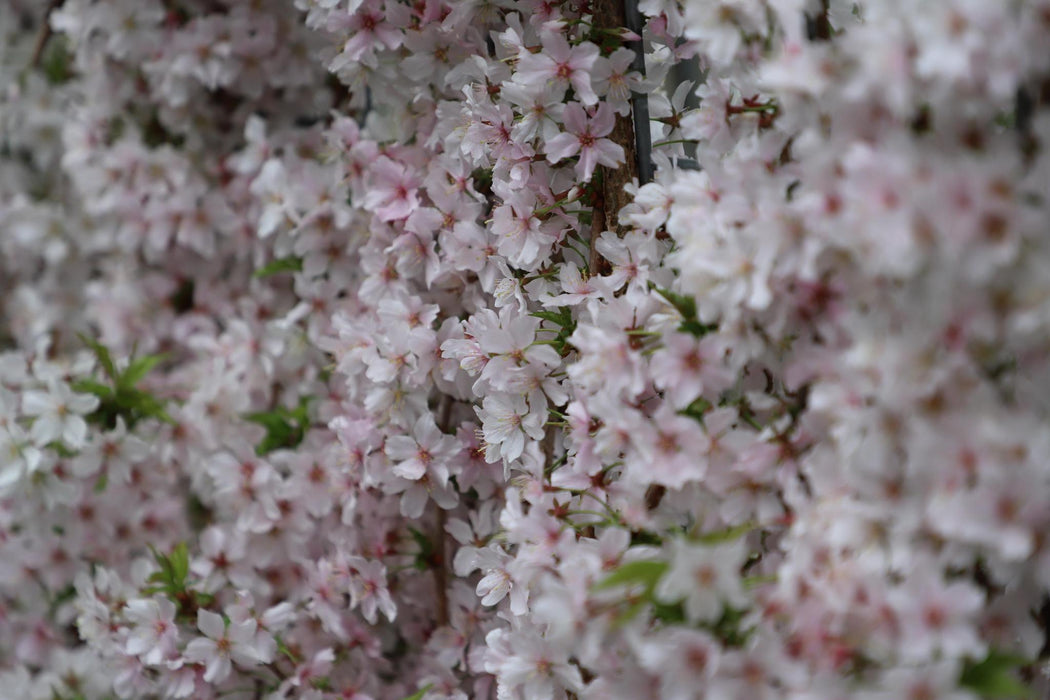 Prunus nipponica 'Brillant' - ↨180cm - 1 pcs