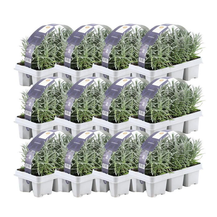 12 x 6er set Lavendel angustifolia - 72 x - ↕15cm - Ø7cm