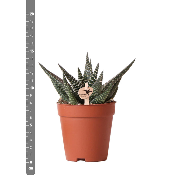 Kolibri Greens | Groene plant - Succulent Haworthia Royal Highnness - potmaat Ø9cm - groene kamerplant - vers van de kweker