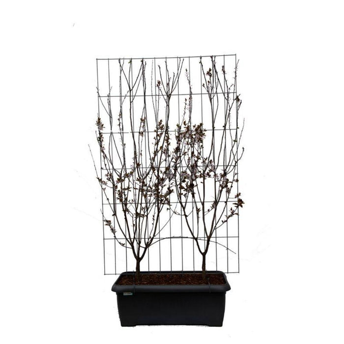 Prunus cer. 'Nigra' - ↨180cm - 1 pcs