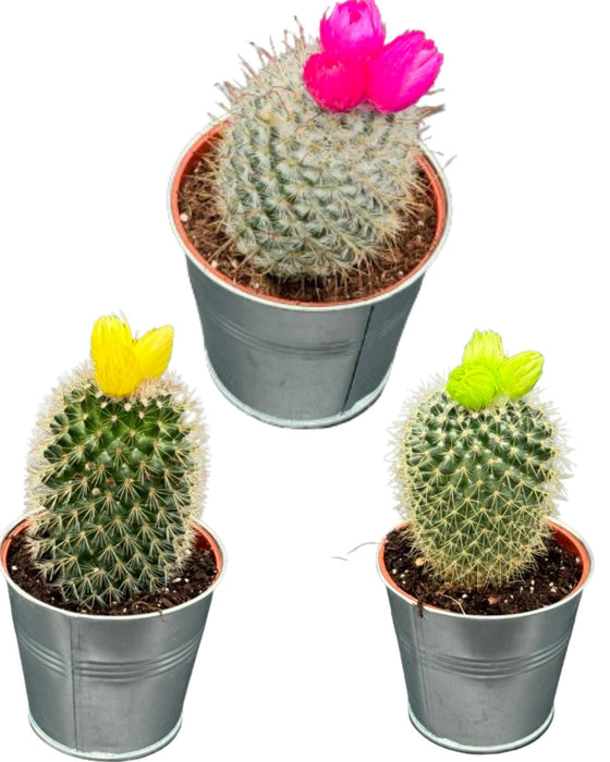 Cactus mix kunstbloemen - ↕️10-15cm - Ø8.5cm - 3 stuks - zink