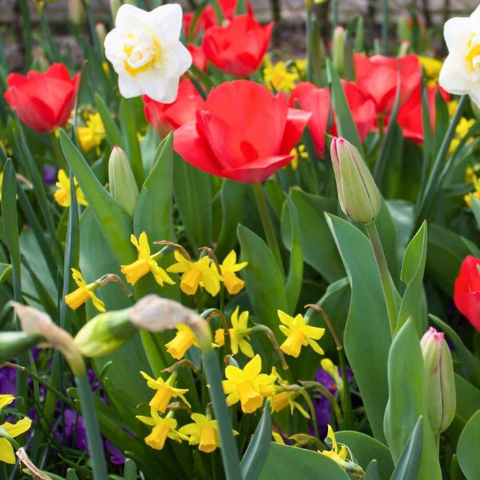 Flowerbulbs Amsterdam - Super Lasting Wild Mix - Duurzame voordeelzak, 100 bloembollen voor 2,5 m2 bloemenpracht