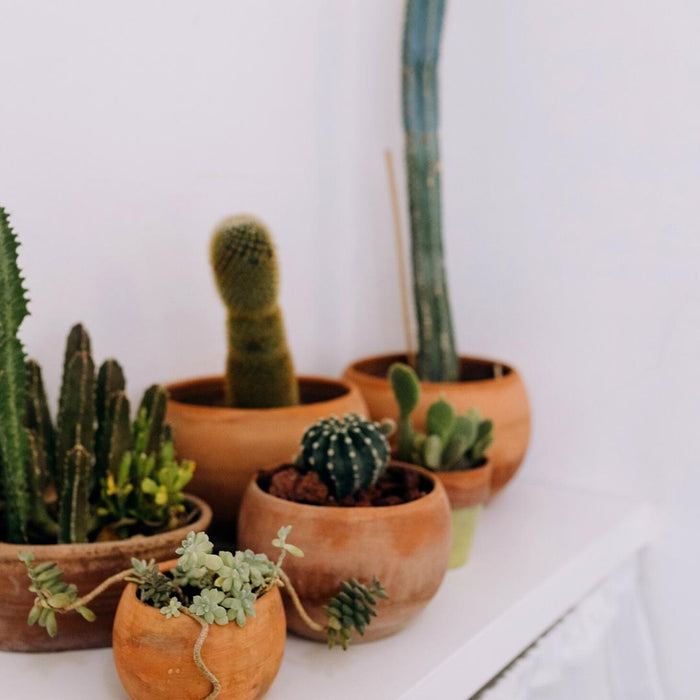 Culvita - Cactusgrond 5 liter - potgrond geschikt voor Cactus en Vetplanten