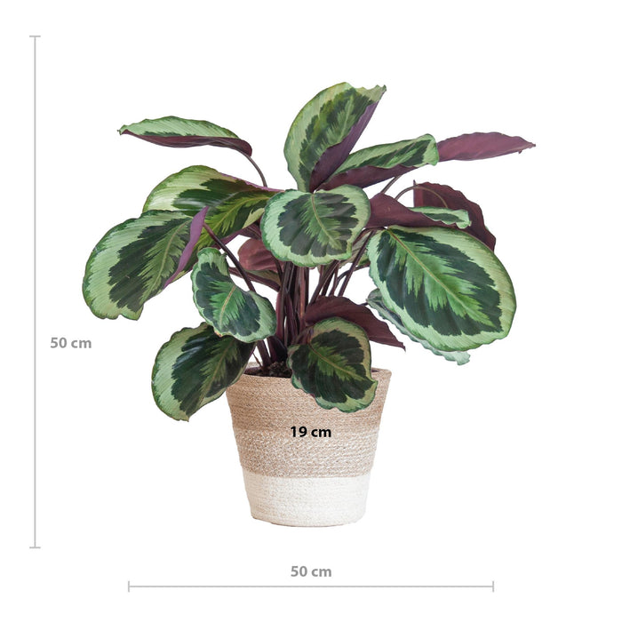 Calathea Medaillon met Lissabon mand wit - ↕65cm - Ø19cm