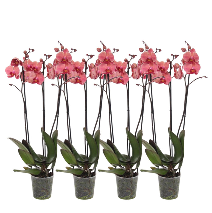 Set van 4 - Phalaenopsis Narbonne - 3 tak orchidee - ↕60cm - Ø12cm